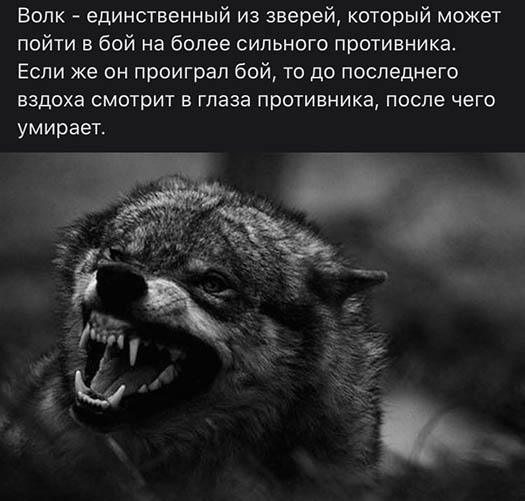 Мемы про волков