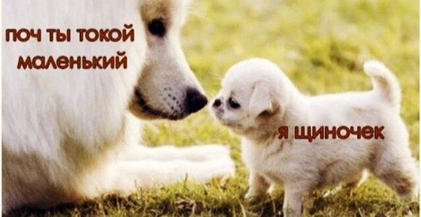 Объясни свою маленькость